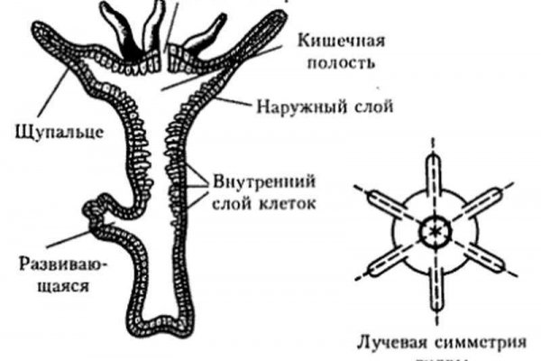 Омг тор браузер